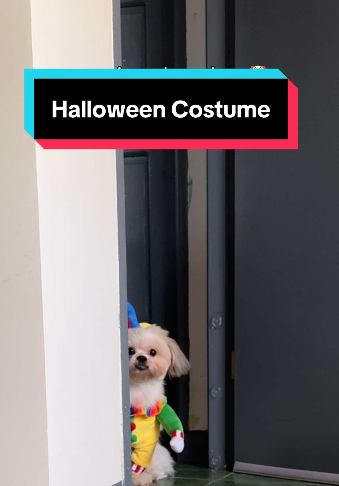 may pang halloween costume na naman ang furbebe 🫣🤡 #dogsoftiktok #shihtzu #dogcostume #doghalloweencostume #fyp 