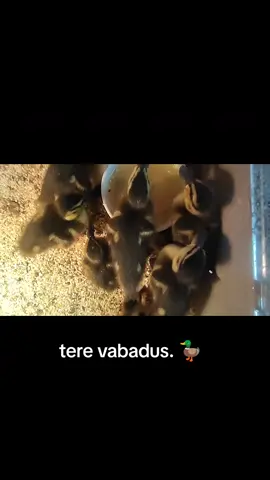 #eestitiktok #viralvideos #forupage #vabatahtlik 