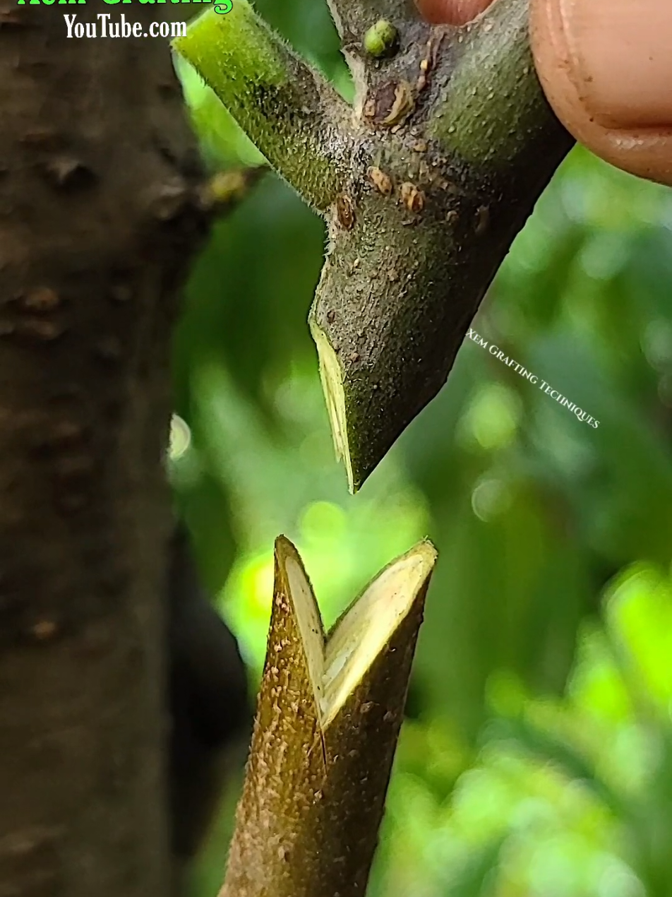#grafting  best grafting technique Apple 🍎 tree #viral 