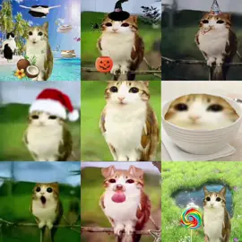 Meowl #cat #owl #fyp #fyp #gato 