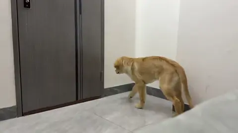 #cute #animals #funny 