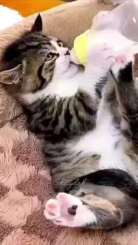 funny cats🐾 funny pets 🐾 funny moments 🐾