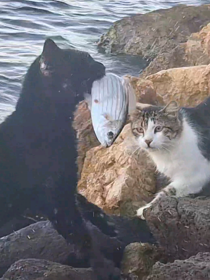 Kara oğlan 🐟🐈‍⬛🍽 #cat  #keşfet #beniöneçıkart #kedi #fish