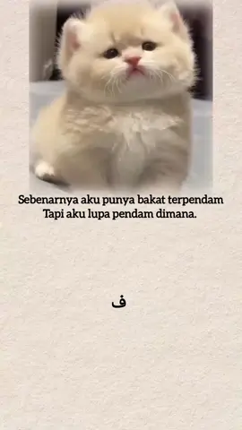 #indiasong #kucing #laguindia 