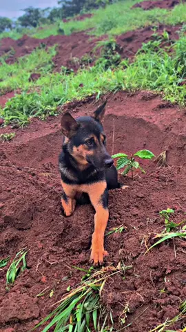 👉Bạn sẽ thấy điều gì khác biệt từ Ah 🐕‍🦺  này 🙃#49lamdong #xuhuongtiktok #fypシ #❤️‍ 