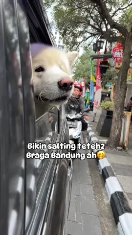Kapan lagi coba bikin teteh2 salting 🤭 #kaiandkimo #alaskanmalamute #videolucu #anjinglucu #reaction 