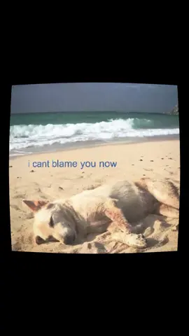 #drake #dogs #caninearmor 