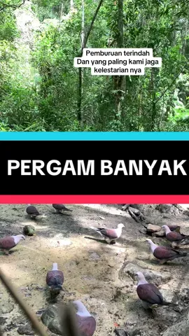 Bagian 10 ||• PERGAM MINUM AIR ASIN, NAH KALIAN SENENG GAK MELIHAT PEMANDANGAN SEPERTI INI? Mereka BERBONDONG” TURUN MINUM DITANAH😍  #berburu #foryoupage #pergam #punai #hutan #caratradisional #caratradisional #menjaring #malinau_kaltara #fyppppppppppppppppppppppp 