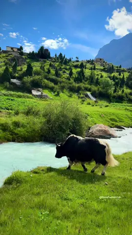 📍Talu Brouq Meadows Skardu ♥️  Book your Byair and byroad trip with us 👇🏻 WhatsApp: +923489930504 We Organise By Road & By Air Trips I| group tours Il private tours Il Honeymoon tours Il Customised tours Il By air and By Road tours Il A: List of every week public tours to different destinations from Lahore- Faisalabad & Islamabad Our Tour Packages: 08 Days Grand Hunza + Skardu Tour 07 Days Skardu, Deosai & Basho valley 06 Days Skardu & Basho valley 05 Days Hunza-China boarder & Nalter 05 Days Fairy Meadows & Nangaparbat 03 Days Swat-Kalam & Malamjabba 03 Days Arangkel Neelum valley Kashmir 03 Days Kumrat valley Tour 03 Days Naran Kaghan  B: By air trips - 5 Days By air trip to Skardu valley - 5 Days By air trip to Hunza valley - 8 Days Hunza valley plus skardu valley For Further Details Dm us, WhatsApp +923489930504 #unfreezemyacount #dildilpakistan #fyp #explore  