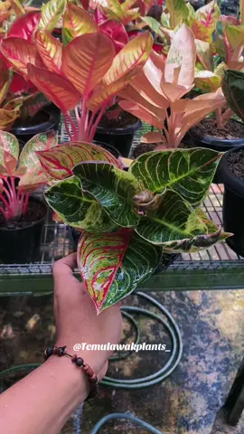 Hugest Three Collors 🥰 #aglaonema #fyp #viral #tanamanhias #aglaonemalovers 
