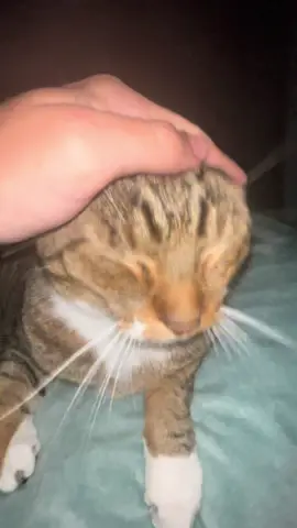 AUGHHHHHHHH 🗣️🗣️🗣️🗣️ #wholesome #familytime #cute #cat #loveandlighttv