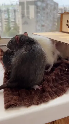 #rats #декоративныекрысы #крысыдамбо #ratsoftiktok #домашниеживотные 