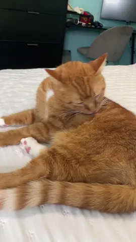 #cat #catsoftiktok 