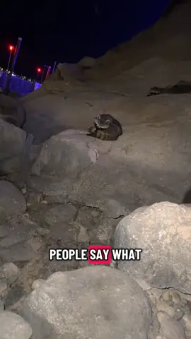 “lets see them without food” 🤡 #fyp #raccoons #raccoon #raccoonsoftiktok #raccoonvideos 