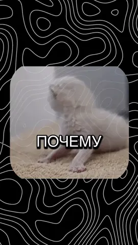 Почем ты хочешь укусить свою кошку? Или почему ты хочешь ущипнуть парня? Все просто, это милая агрессия один из способов защиты нашего мозга от переизбытка милоты. #cutecat #angry #science #psicologia #Love 