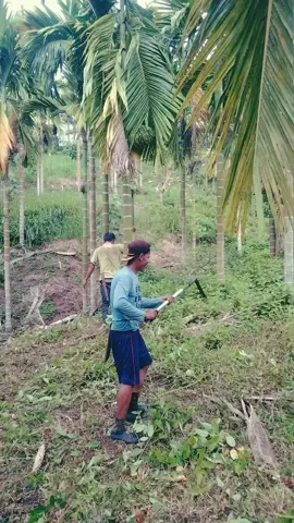 Abang itu belajar cara babat baling baling helikopter  #pageforyou #babatrumput
