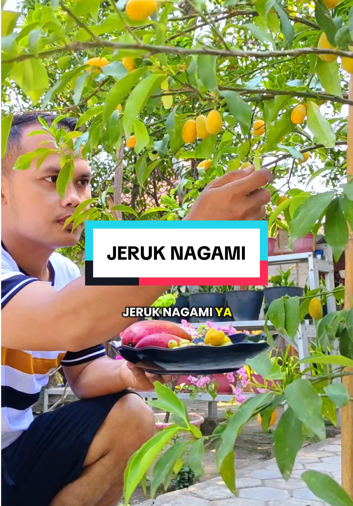Makan jeruk sekaligus sama kulitnya, ada yang pernah nyoba? #jeruknagami #jerukkumquat #buahunik #zengarden #fyp 