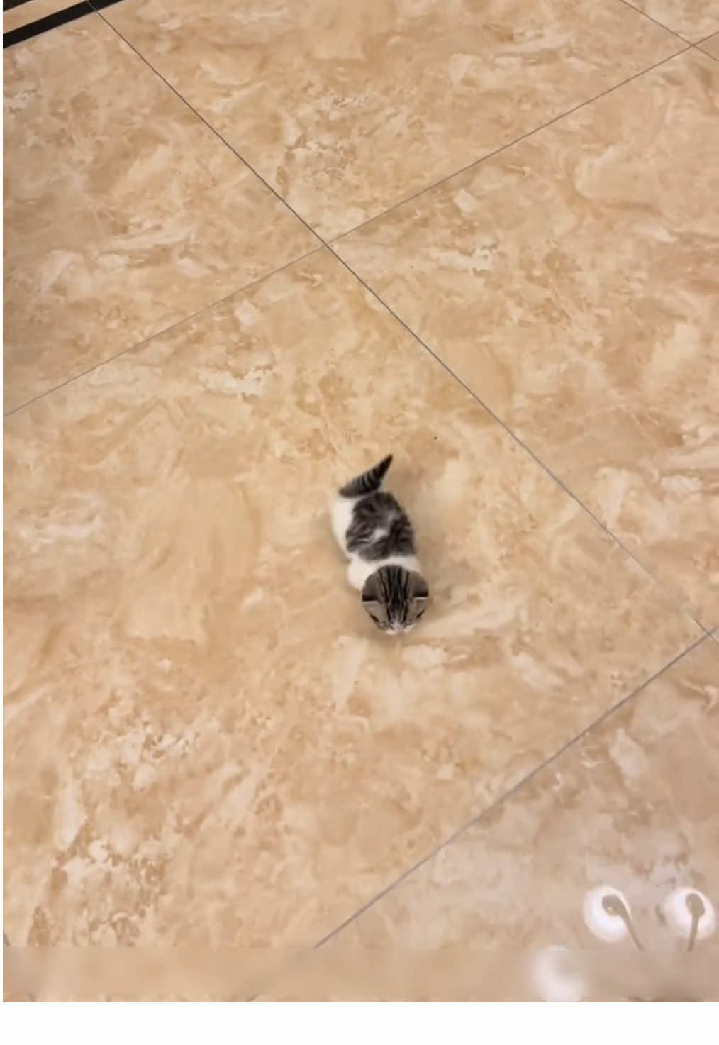 發現一隻超級可愛的小貓#kitty #cat #cutecat #funnycat #catsoftiktok 
