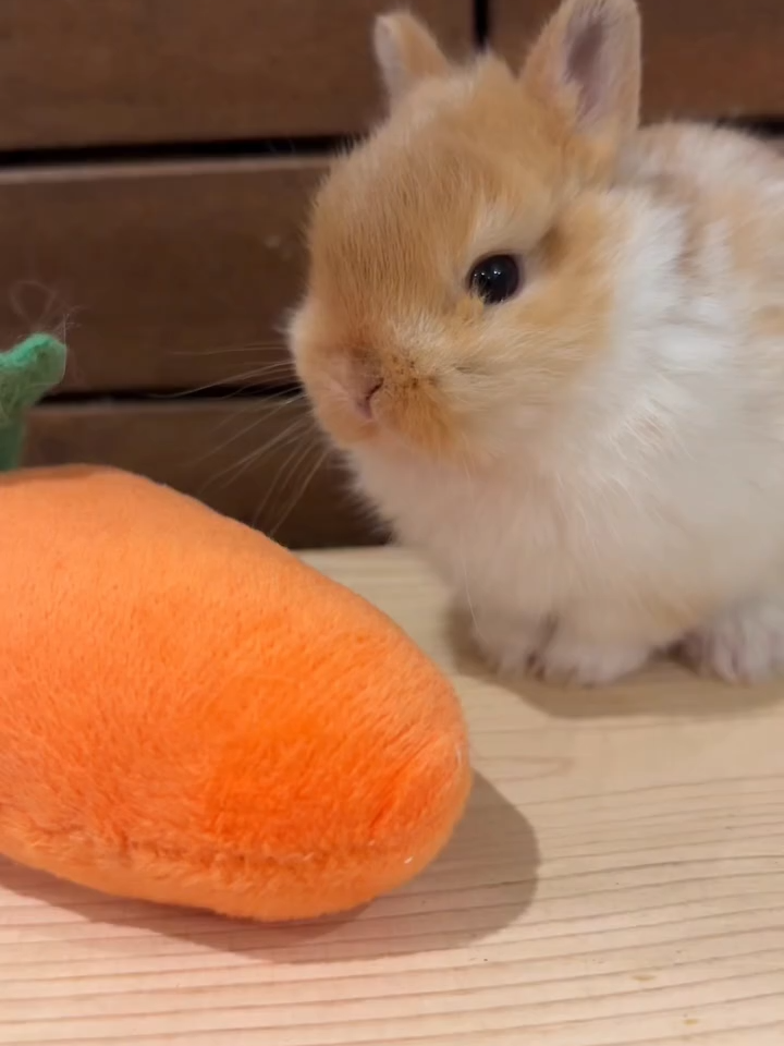 need a bunny like this!!!carrot🥕 too!#bunny #rabbits #bunnytok