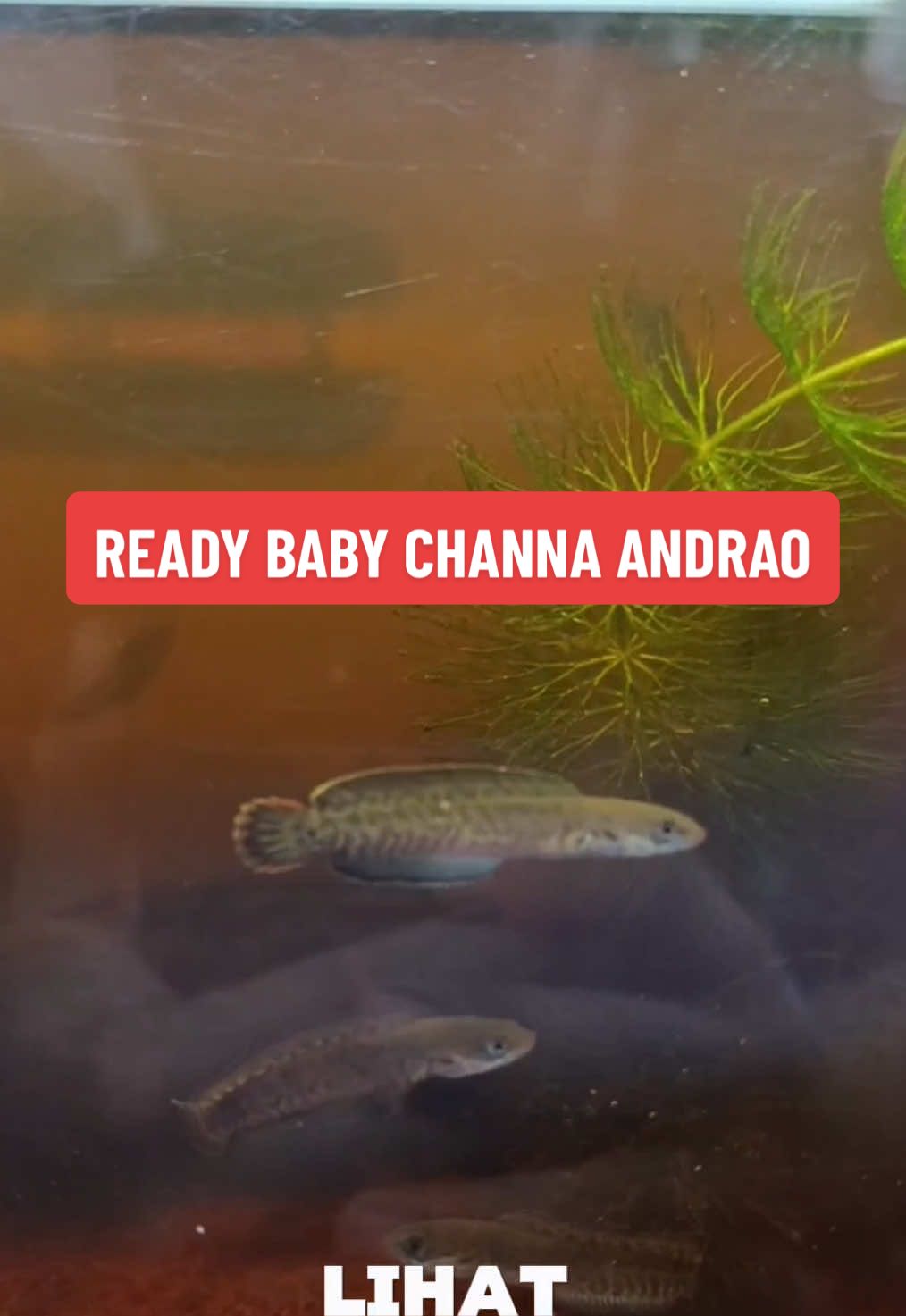 Ready baby channa andrao murah meriah #ikanchanna #ikanhias #ikanpredator #elbarcafeed 