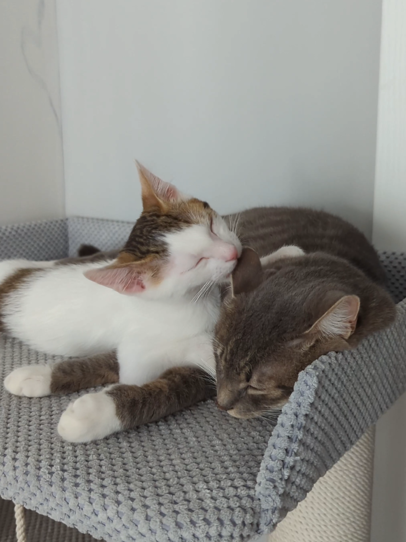 ❤️ #catdad #catfamily #kittens #укртікток #dadandson 