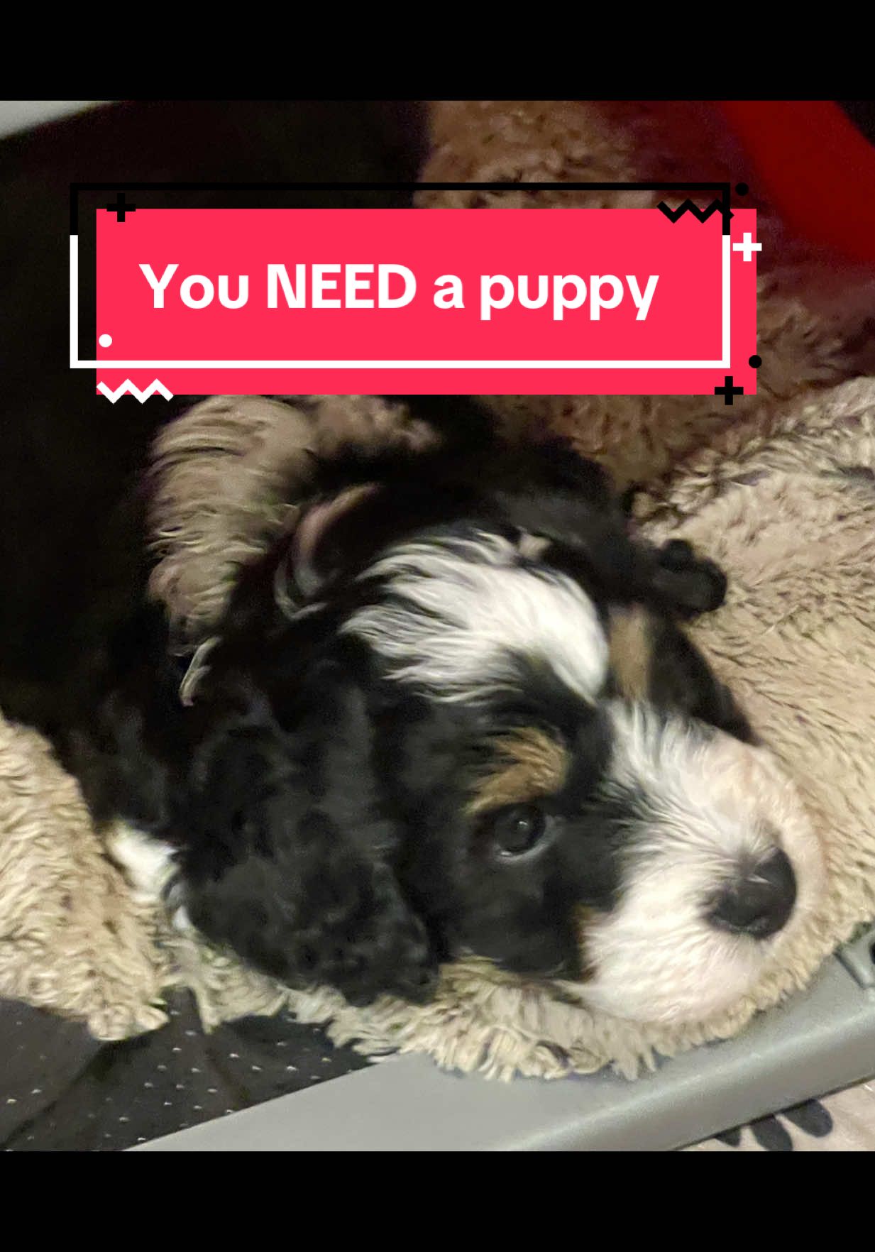 🐾THIS IS YOUR SIGN🐾  Get the Puppy! 🐶 #puppytiktok #bernadoodle #thisisyoursign #isawthesign #puppylife @Debbie Johnson@HilaryRanch 
