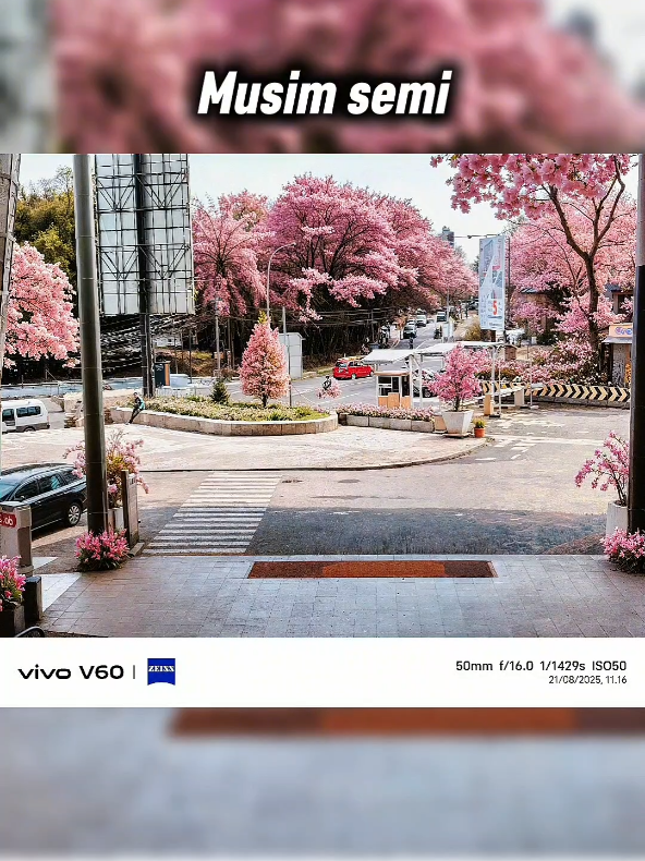 Membalas @mpis_sa kaya gini ka nama nya four season 4 musim, ada musim semi, musim gugur, musim dingin, dan musim panas  gimana keren ga vivo v60 ini #vivov60 #capturev60 #zeissportrait #zeissportraitupclosefromafar #telephoto  @vivocampus Indonesia 