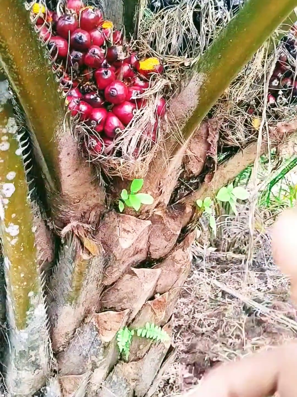 Kebun Sawit Sistem Under Planting #underplanting #kelapasawit #sawit #palmoil #fypシ 
