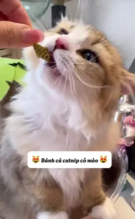 Meow meow 🐾 Bánh cá catnip siêu thơm, siêu mê 🌿🐟 Vừa chơi vừa nhai giòn rụm, giúp mèo cưng thư giãn, sạch răng khỏe nướu #banhcacatnipchomeo #banhcachomeo #thucung #viral  @Happy.Pets  @Happy.Pets  @Happy.Pets 