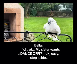 #viral#birds#dancing#showdown#funny 