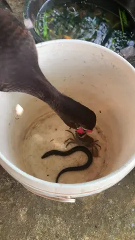 #cute #animals #funny 