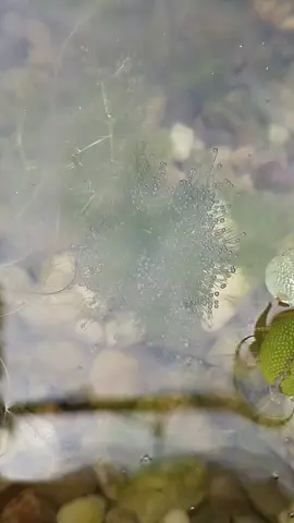 Pearling adalah fenomena visual menarik yang terjadi ketika tanaman air melepaskan oksigen dalam bentuk gelembung-gelembung kecil, menyerupai mutiara, selama proses fotosintesis. Fenomena ini menunjukkan bahwa tanaman dalam kondisi sehat dan aktif melakukan fotosintesis, yang merupakan indikasi ekosistem aquascape yang seimbang dan subur. #pearling #aquascape #fyp #fotosintesis #minipond 