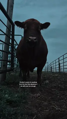 never been enough for anyone to stay #bull #cows #fyp 