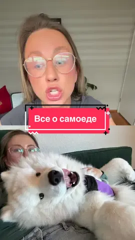 Если хотите еще что-то обсудить, пишите! #tiktokgemscontest #самоед #самоеды #samoyed #samoyedpuppy 