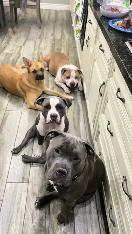 My pittbulls and one house trained coyote ♥️ love them. #pitbullsoftiktok #bully #dogsoftiktok #pitbulls #favela 