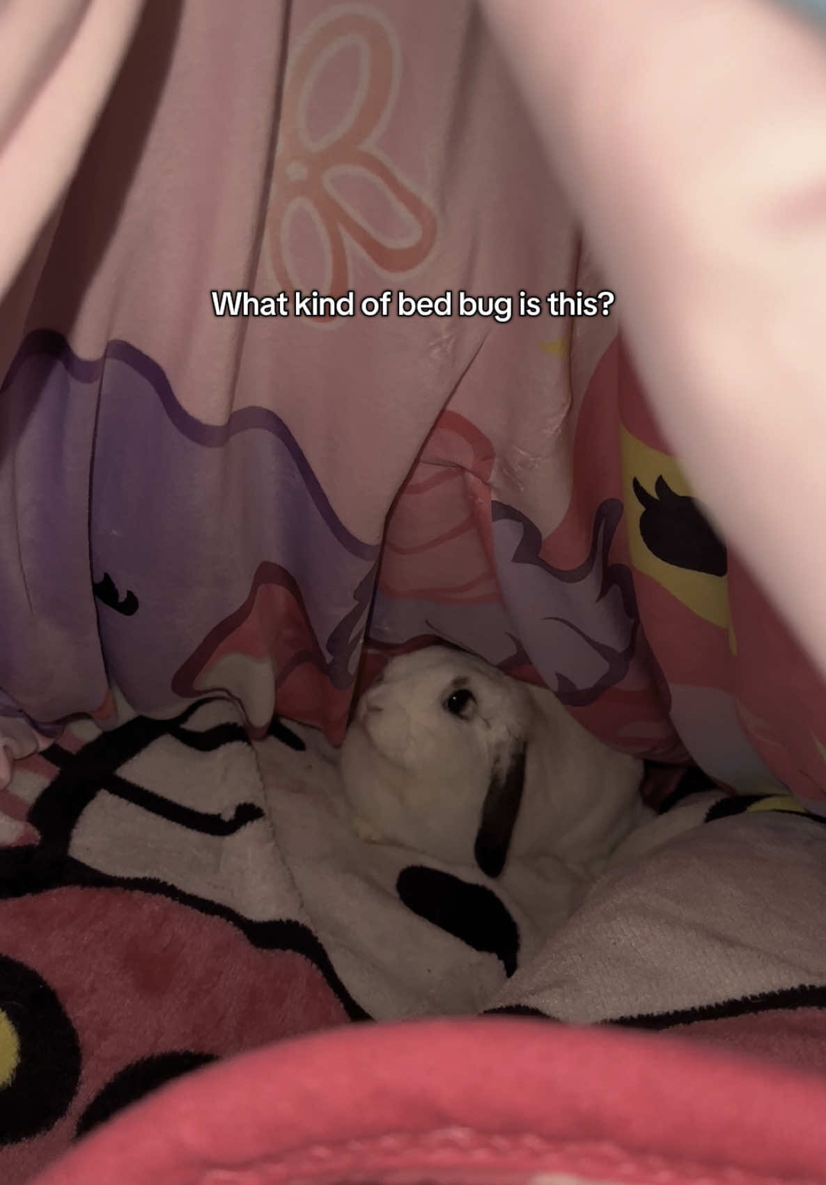 The only bed bug I’ll allow 🥺 #bunny #rabbit #bunnyontiktok #hollandlop #rabbitsoftiktok #baileythebunny 
