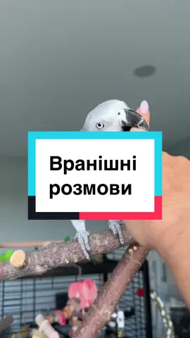 Важко стає знімати Лялю. Хоче летіти на мене. Коли підходжу до неї 🥹#creatorsearchinsights #жако #parrottalking #говорящийпопугай #папуга 
