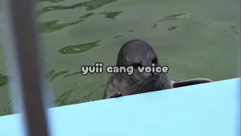 ini versi anjing laut ygy🗿 #dubbing #anjinglaut #foryou #fyp #foryoupage 