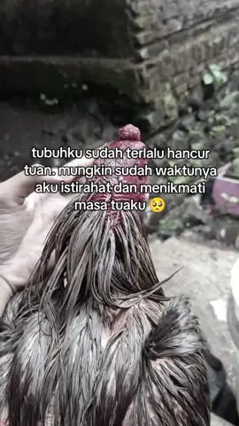 biar anak² mu yg melanjutkan👑#ayambangkoksuper  #ayambangkokindinesia #salamsatuhobby #fypage#bangkok 