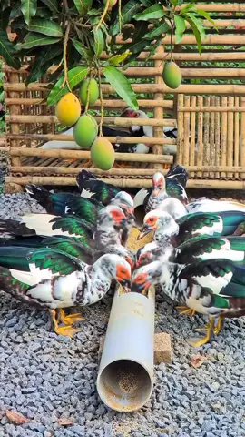Muscovyduck  #fypシ #tiktokviral #muscovyducks #trendingvideo #breeding 