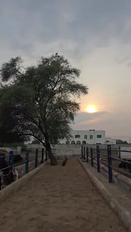 Cholistani cow's, our passion! #Cholistan #cholistani #alirandhawa #cholistanicow #bull  @Cholistani_Breeder @Ali Randhawa secretary! @Sajid bukhari290hr 