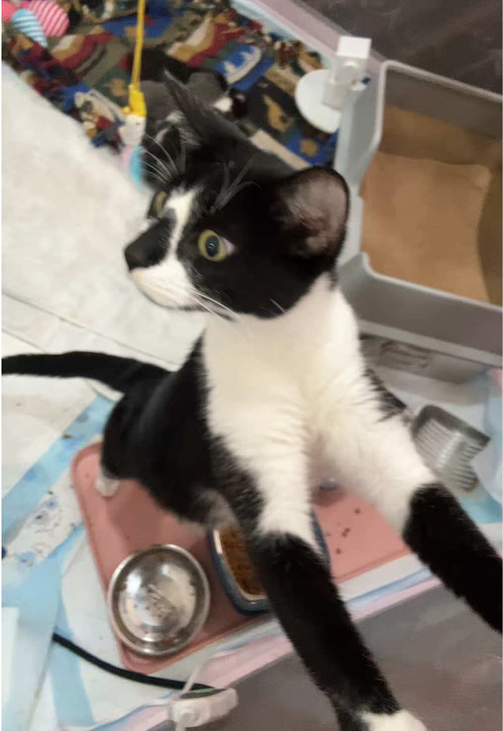 Mama Skunk wants all the babies! #kitten #foster #mom 