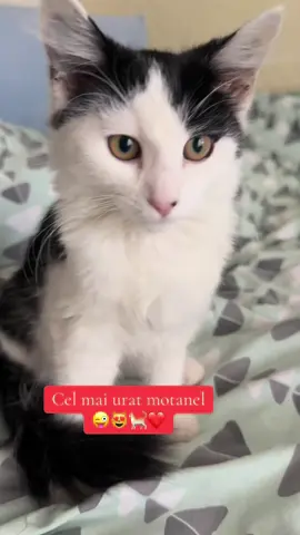 Hai cu Neata buna de la Paco❤️#CatTok #MyCat #pisicnaravas❤️#zeno49🤗 