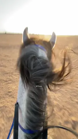 أنا الحصان اللي تعجبك طمرته 🤣💙#خيل_وخياله🐎 #الشعب_الصيني_ماله_حل😂😂 #مالي_خلق_احط_هاشتاقات #فارسه🏇🏼 #أكسبلورexplorer 