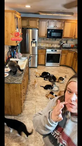 @pinch3_p3lon #tiktoklive #livehighlights #cats #cat #catrescue