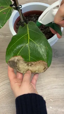 Identify plants & diseases 🔎 Get customized care plans💚 Learn how to water and fertilize your plants👩‍🌾 Connect with plant enthusiasts🌿
