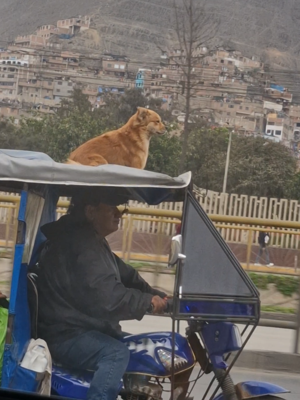 no entenderían u.u #laputavibra #perritos #mascotas #paratiiiiiiiiiiiiiiiiiiiiiiiiiiiiiii #fyp 