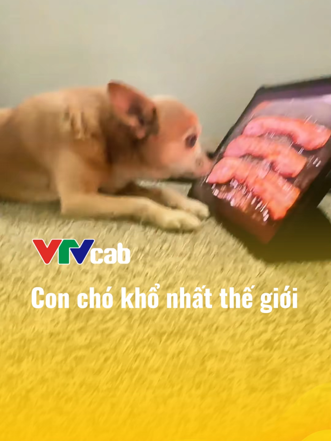 Con chó khổ nhất thế giới #vtvcab #vtvcabgiaitri