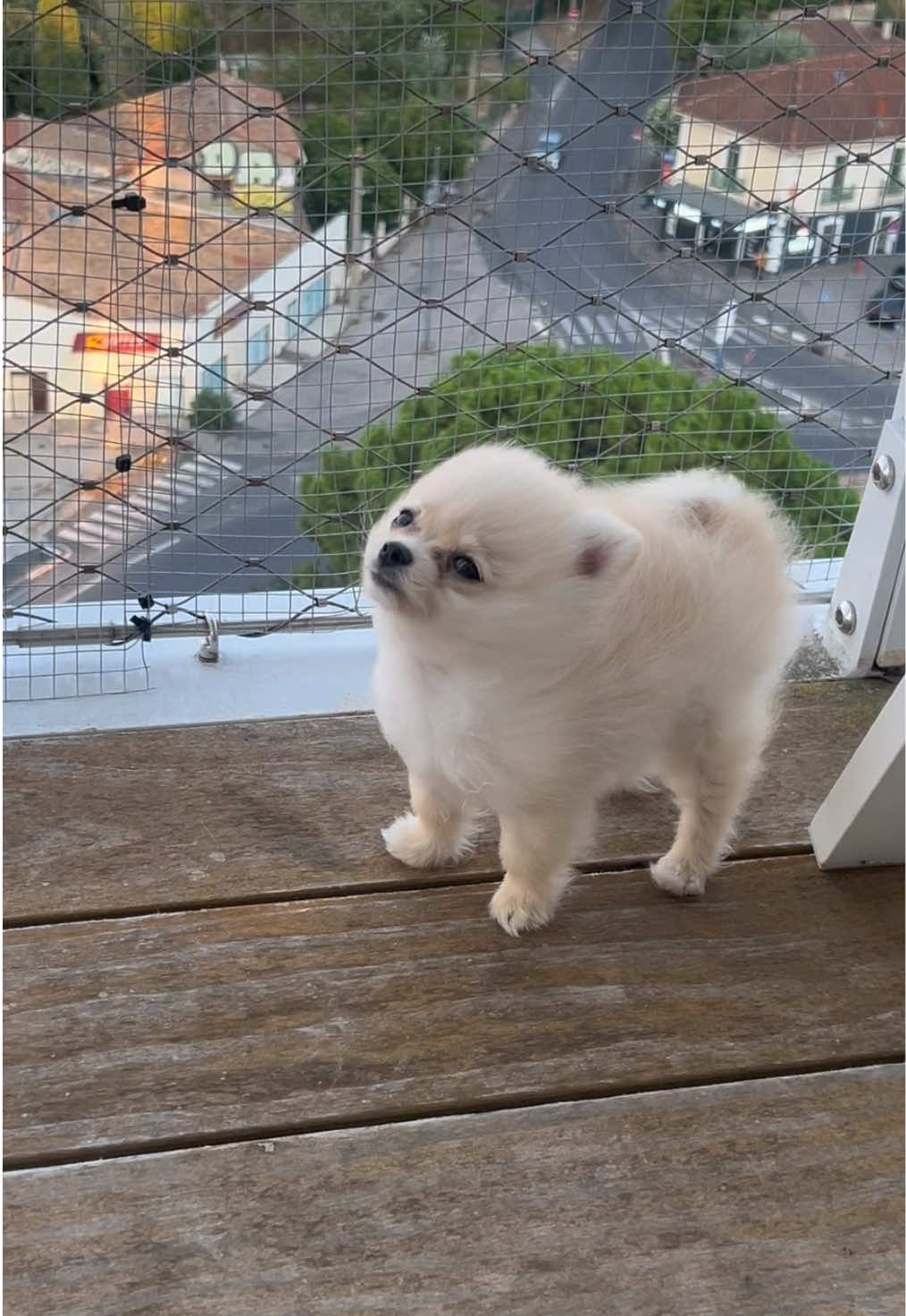 700g de chien vs le vent 💨🐕🤣 #fyp #pomeranian #dogsoftiktok #storm #michaeljackson