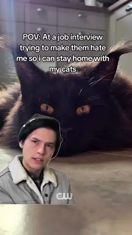 No thank you, im a stay at home Mam 🐈‍⬛️ #Meme #MemeCut #CapCut #cattok #catlover 